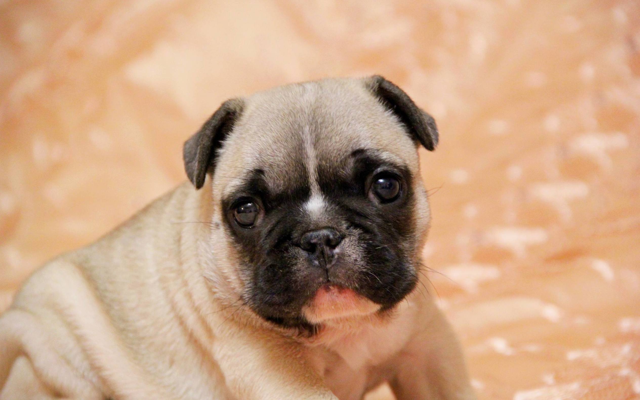 带狗字的成语大全褒义,关于带狗的成语大全