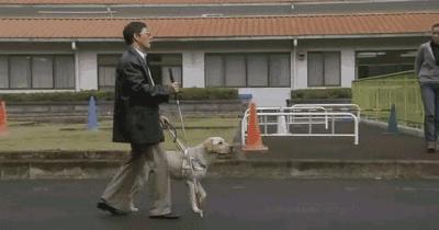 狗年旺旺视频完整版,狗年旺旺2019