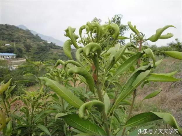 柑橘黄化树有必要补救吗,今年栽培柑橘黄化什么原因