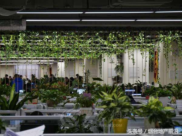 凤凰之约完整版,碧桂园凤凰烟台