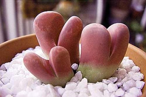 多肉生石花开花后会怎样,生石花多肉中间是空的