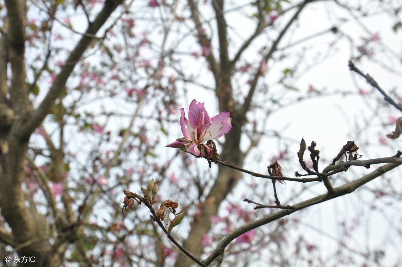 情人节十大最美现代情诗,情人节最美的诗句经典语录