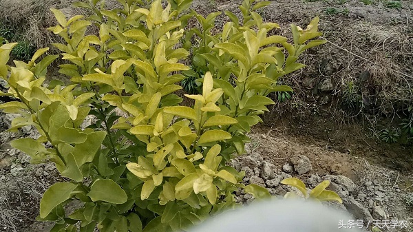 柑橘黄化树有必要补救吗,今年栽培柑橘黄化什么原因