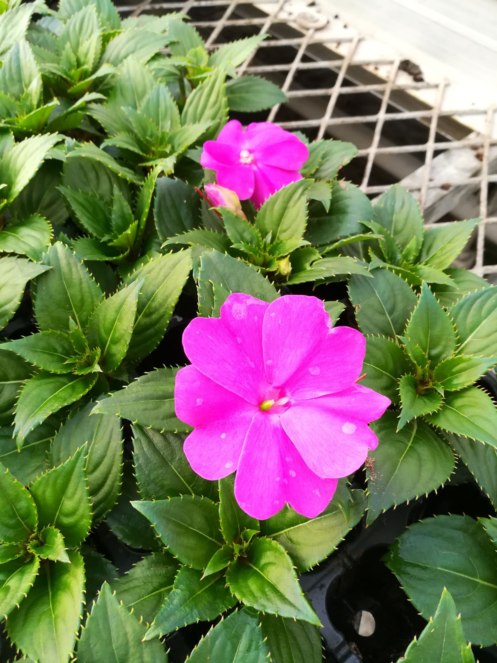 新几内亚凤仙,新几内亚凤仙怎么养