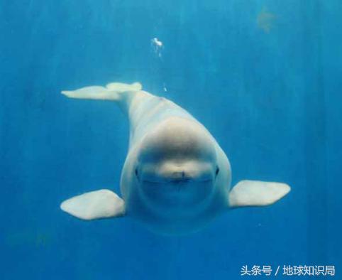 小白鲸的东北之旅｜地球知识局