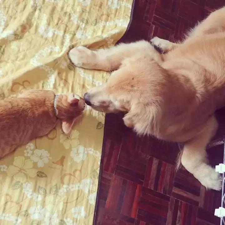 这只金毛和小菊猫的画风太甜啦！情人节狗粮奉上