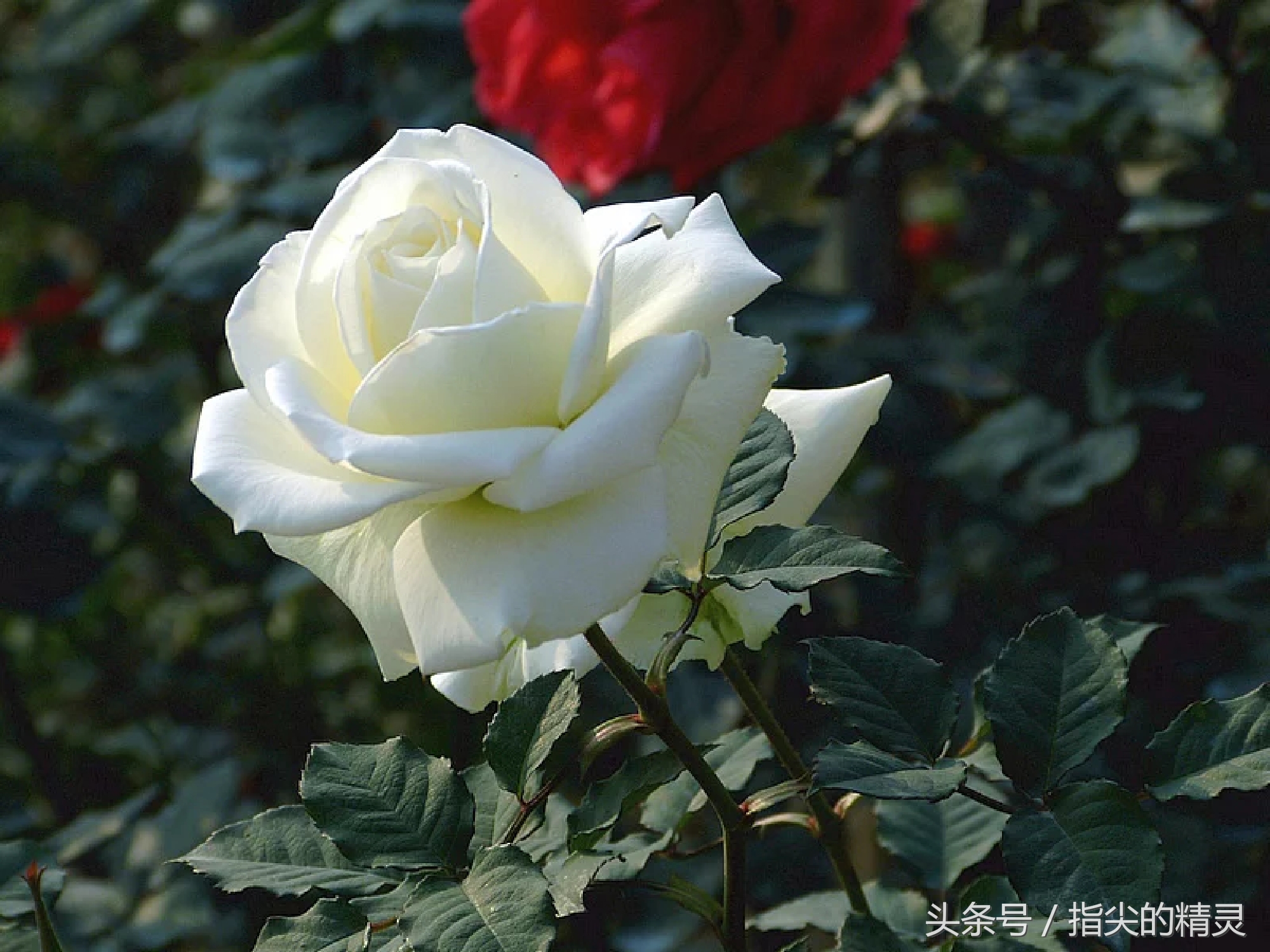 拍摄花卉组图大全,冬天拍玫瑰花图片大全