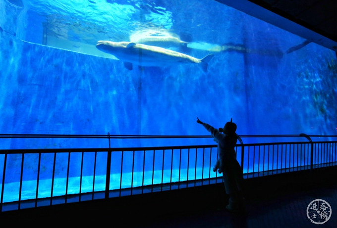 哈尔滨极地馆体验,哈尔滨极地馆之精彩瞬间