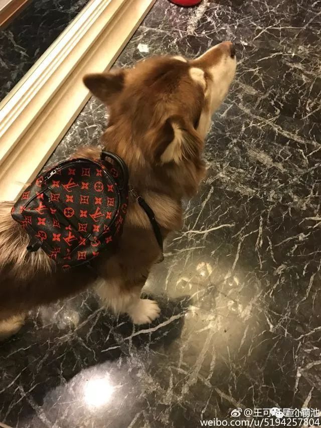 狗年大牌限定辣眼睛，思聪爸爸有钱都不想买