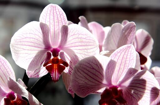 适合新手养的兰花有哪些品种图片,哪种兰花最好养最香最勤花