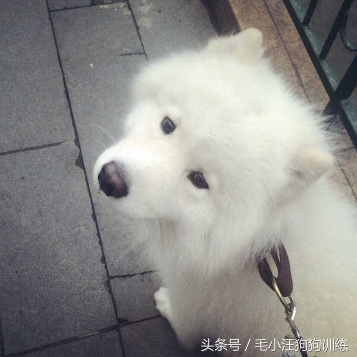 狗狗是怎么理解离别?铲屎官们纷纷讲述自家狗子的故事~