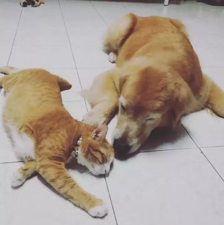 这只金毛和小菊猫的画风太甜啦！情人节狗粮奉上