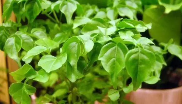 这八种植物养在家里,镇宅守业,招财进宝