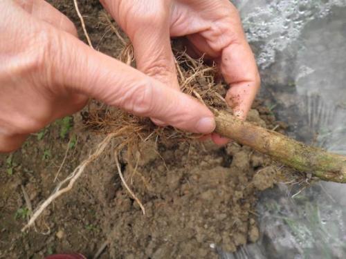 番茄疫霉根腐病的防治,番茄灰霉病及叶斑病的防治