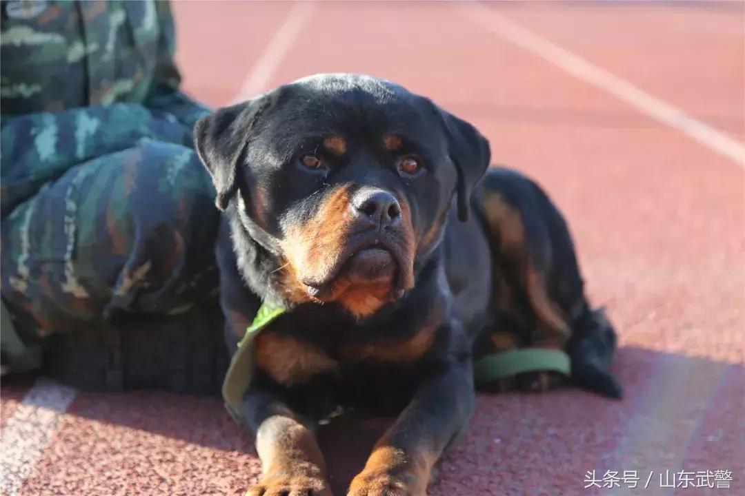 军犬来了|在两代训犬员爱的传承下,“萌犬”虎子变“猛犬”