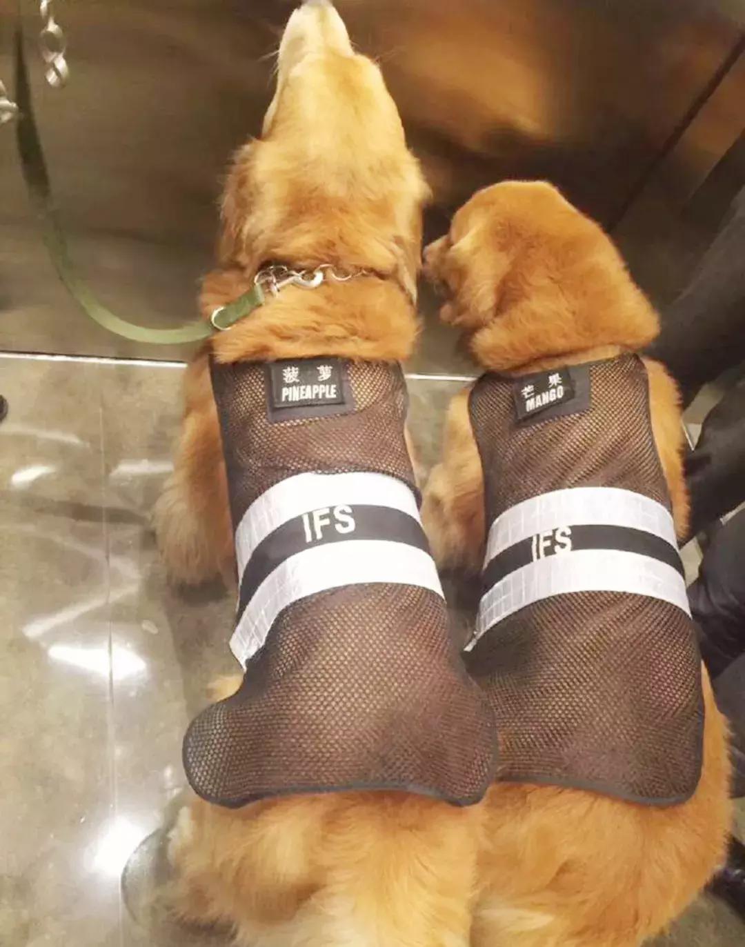 成都的十条网红狗，有的住豪宅穿名牌，比人活得还巴适