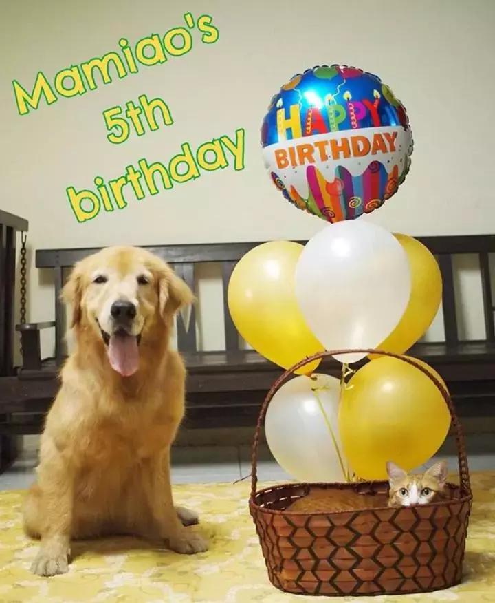 这只金毛和小菊猫的画风太甜啦！情人节狗粮奉上