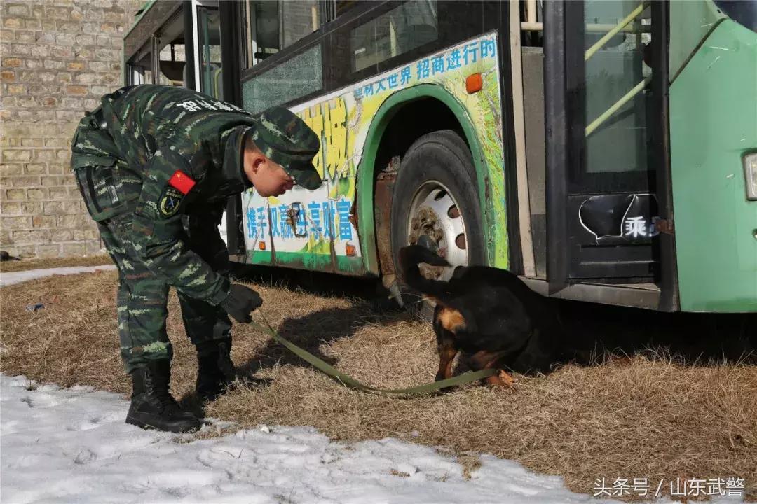 军犬来了|在两代训犬员爱的传承下,“萌犬”虎子变“猛犬”