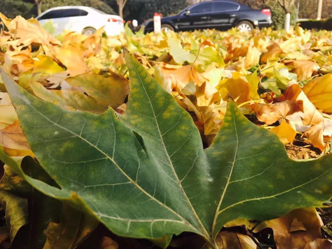 鎺㈢储瑗垮畨鍚勫ぇ楂樻牎,鐩樼偣瑗垮畨鍚勫ぇ楂樻牎