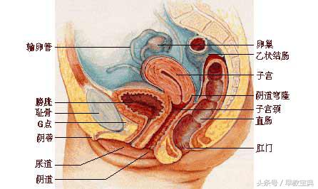 备孕必看九种疾病怀孕前要先治疗,备孕妈妈如何预防缺陷