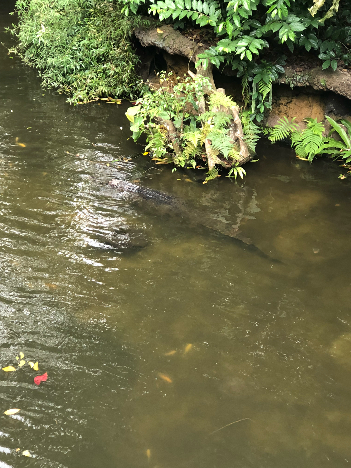 新加坡动物园哪个最值得去看,新加坡动物园自由行热门攻略