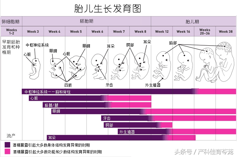 千万别喝酒了，肚子里的宝宝能喝多少您知道吗？