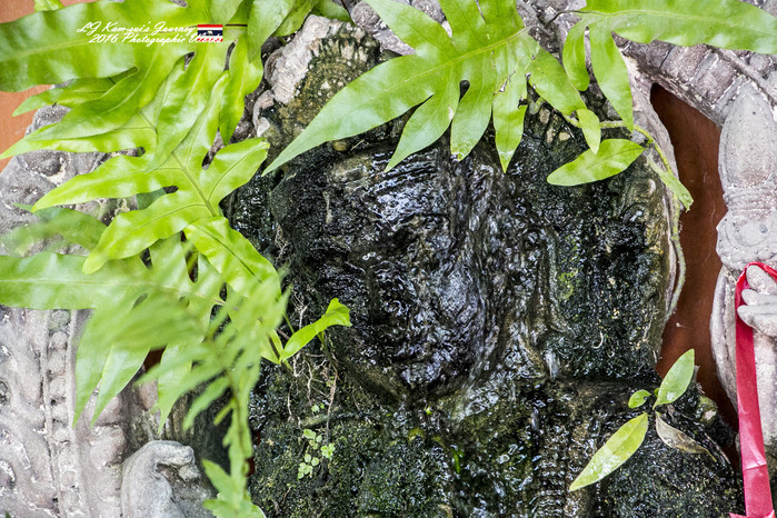 清迈佛寺之城等你采撷的泰北玫瑰,清迈环球旅行家