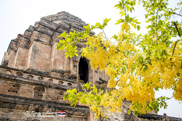 泰国清迈县旅行者,清迈佛寺之城等你采撷的泰北玫瑰