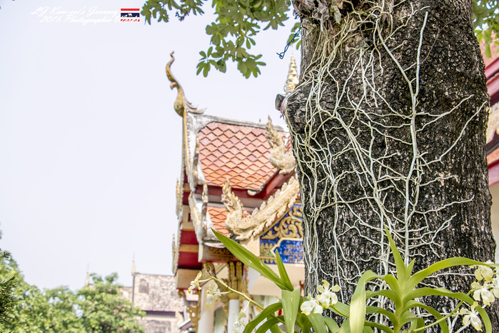 清迈佛寺之城等你采撷的泰北玫瑰,清迈环球旅行家