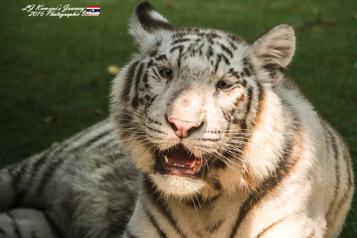 清迈佛寺之城等你采撷的泰北玫瑰,清迈环球旅行家