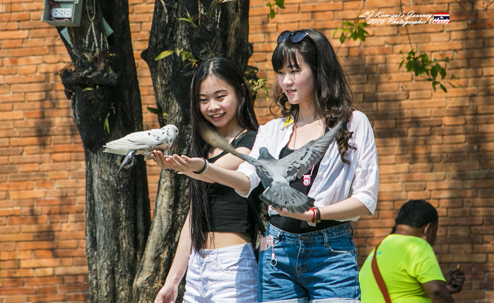 清迈佛寺之城等你采撷的泰北玫瑰,清迈环球旅行家