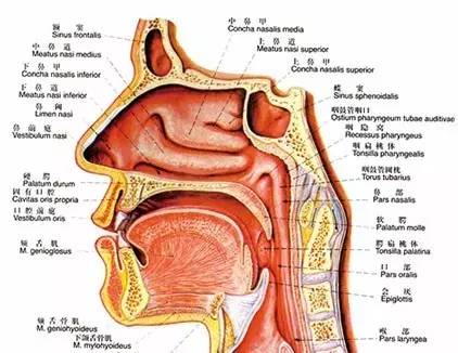 热吻30分钟竟然可以美容强身抗过敏,还能治鼻炎憋说话,快吻我!