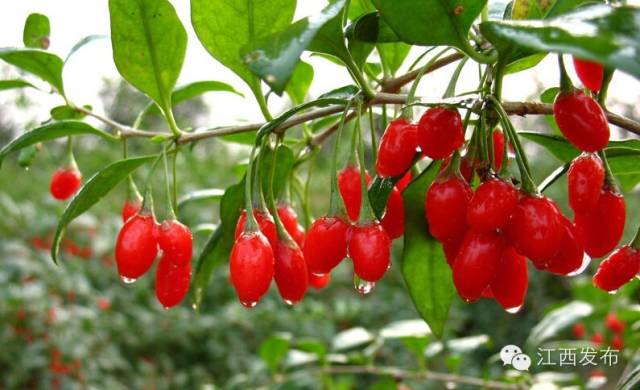 冰河开化狗熊撒欢,冰河解冻万物复苏狗熊撒欢原声