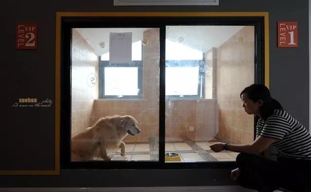 宠物竟然也有五星级酒店,高端宠物酒店推荐