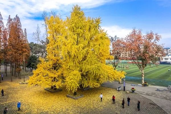 「爱上这座城」满地尽带“黄金甲”的崇州，会是怎样的惊艳？