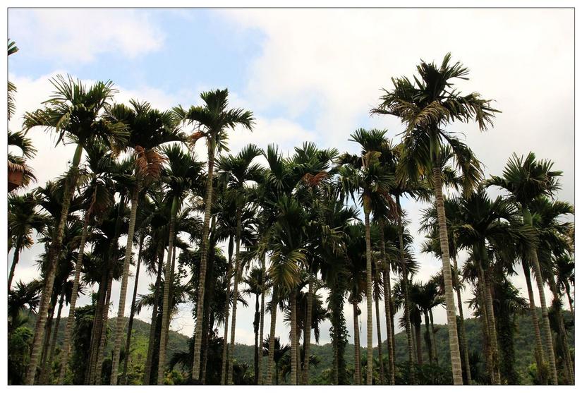 海南三亚槟榔谷的美景,三亚槟榔谷游记