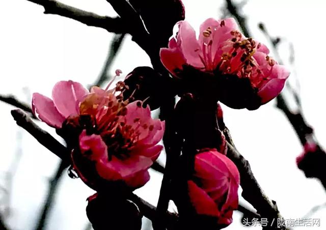 陇南梅园风景区,陇南康县梅园