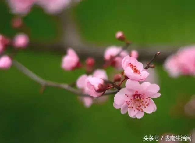 陇南梅园风景区,陇南康县梅园