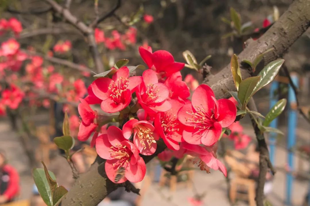 请查收申城春游指南,申城各公园迎来赏花客流高峰