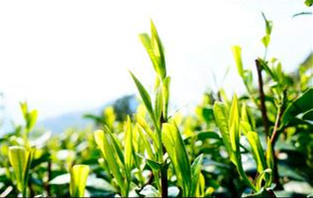 现在有去韩国代购的吗,韩国代购现在还行吗