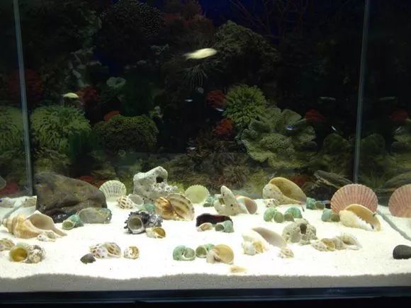 零基础新手养鱼开缸全过程,新手第一次开缸养鱼操作