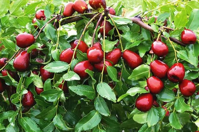 延安特产有哪些,延安特产视频