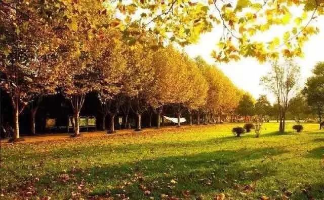 植树节去蚂蚁森林,植树节到