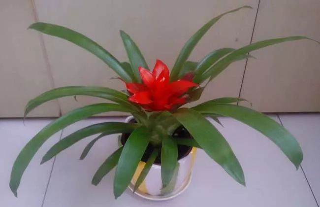 家里养的花掉叶子怎么处理,栀子花叶子发黄干枯掉叶子怎么办