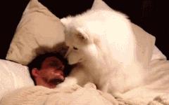 养萨摩耶日常生活,养了只萨摩耶好像不太聪明的样子