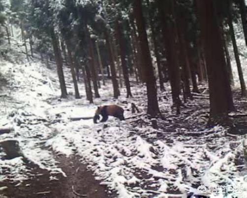 大熊猫吃羊怎么处理,野生大熊猫被什么动物吃了