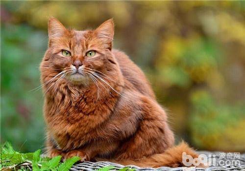 浣犵殑鐚吇鐨勫拫鏍蜂簡,浣犵殑鐚挭椹辫櫕浜嗗悧