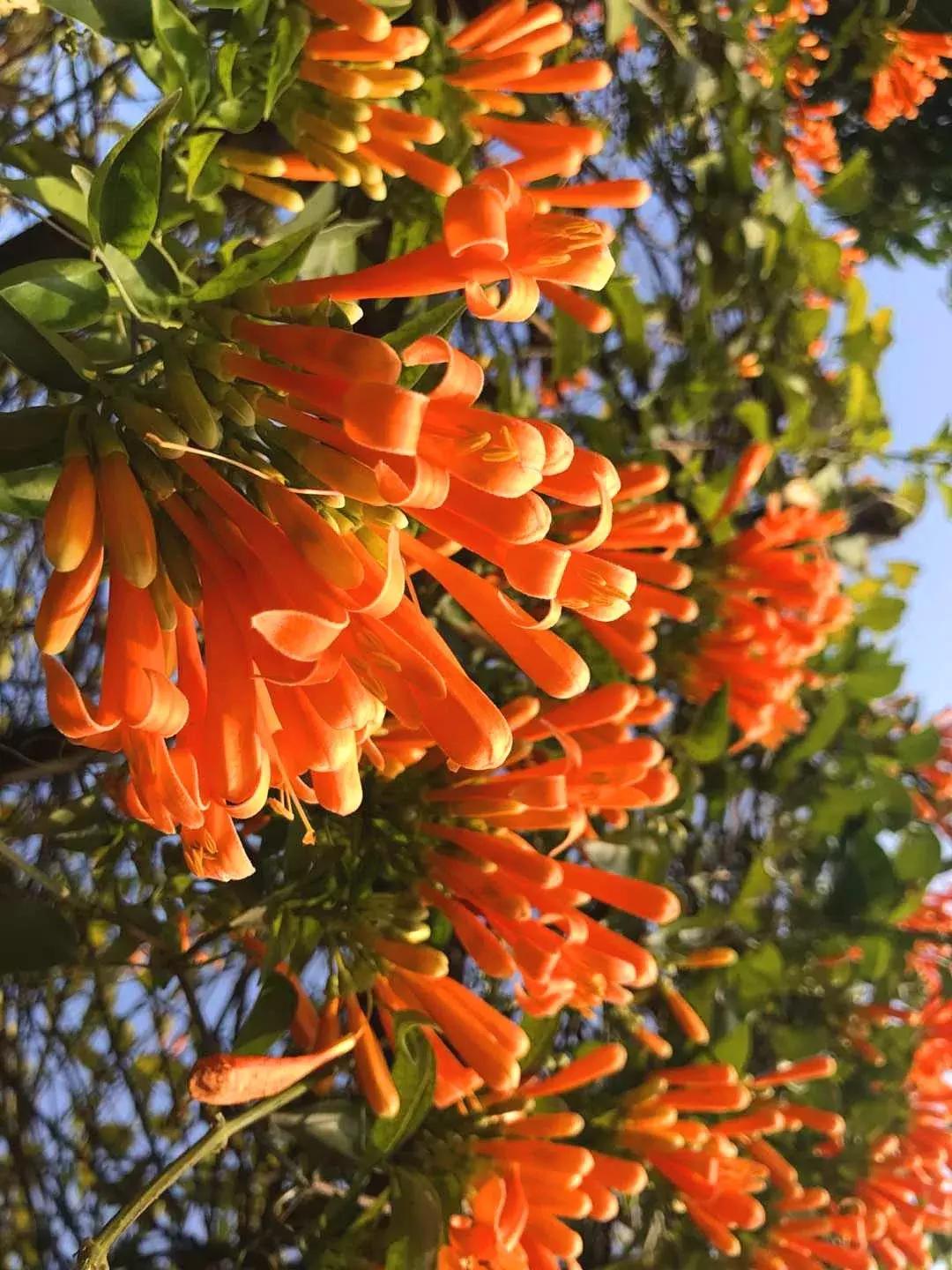 广东清远森波拉旅游度假区,清远森波拉景区