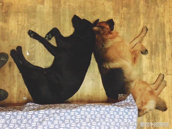 父母都是纯种狗后代为什么像串串,父母都是柯基就是纯种吗