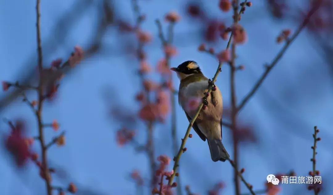 什么是莆田,什么是莆田高版本
